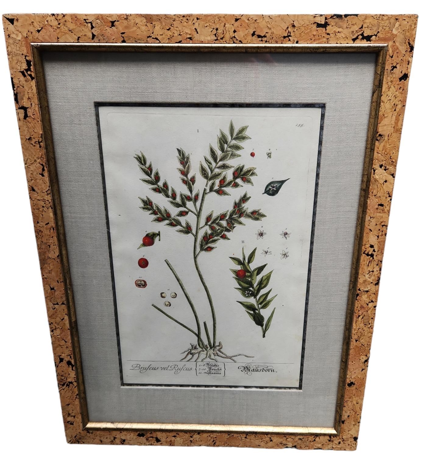 18th Century and Earlier 18th Century Elizabeth Blackwell Hand Tinted Botanicals - 12 Available For Sale