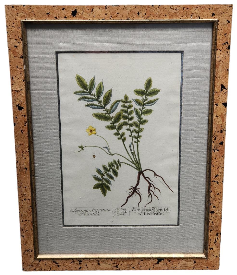 18th Century and Earlier 18th Century Elizabeth Blackwell Hand Tinted Botanicals - 12 Available For Sale