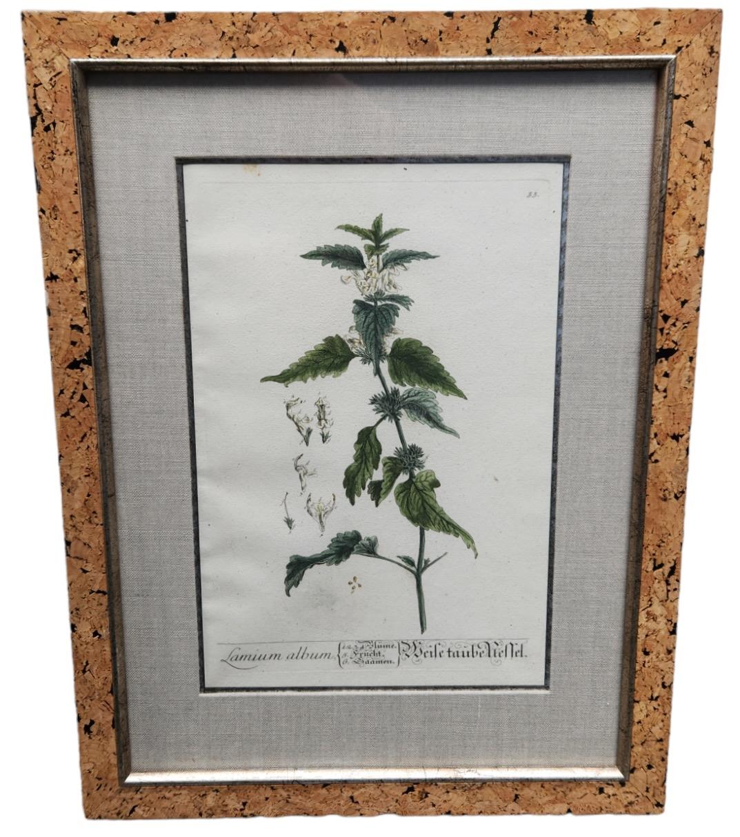 Copper 18th Century Elizabeth Blackwell Hand Tinted Botanicals - 12 Available For Sale