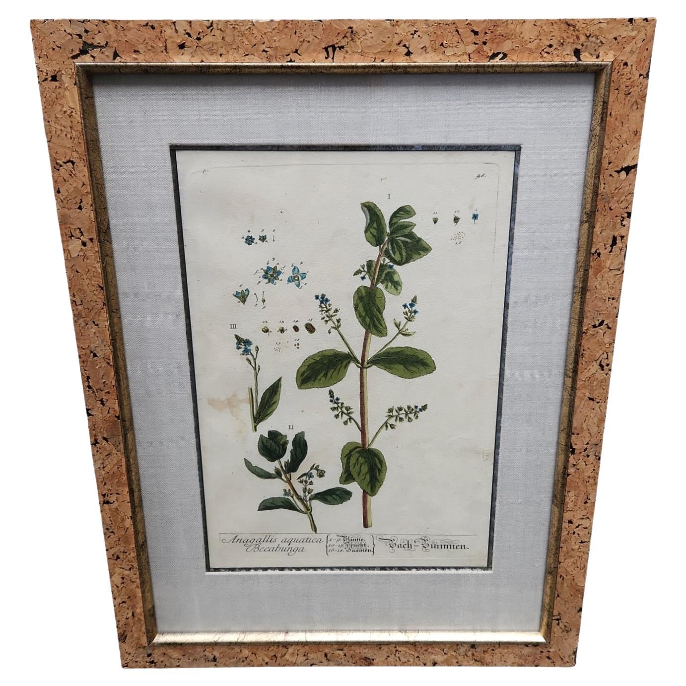 18th Century Elizabeth Blackwell Hand Tinted Botanicals - 12 Available For Sale