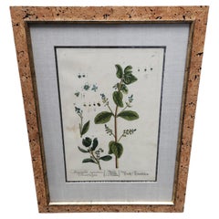 Antique 18th Century Elizabeth Blackwell Hand Tinted Botanicals - 12 Available