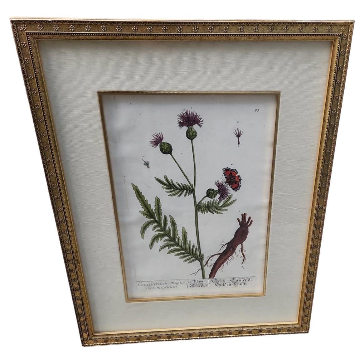18th Century Elizabeth Blackwell Hand Tinted Botanicals - 4 Available For Sale