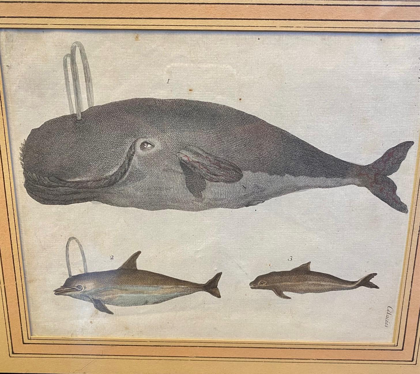 Other 18th Century Engraving of Sperm Whale and Dolphins, by Bertuch, 1790 For Sale