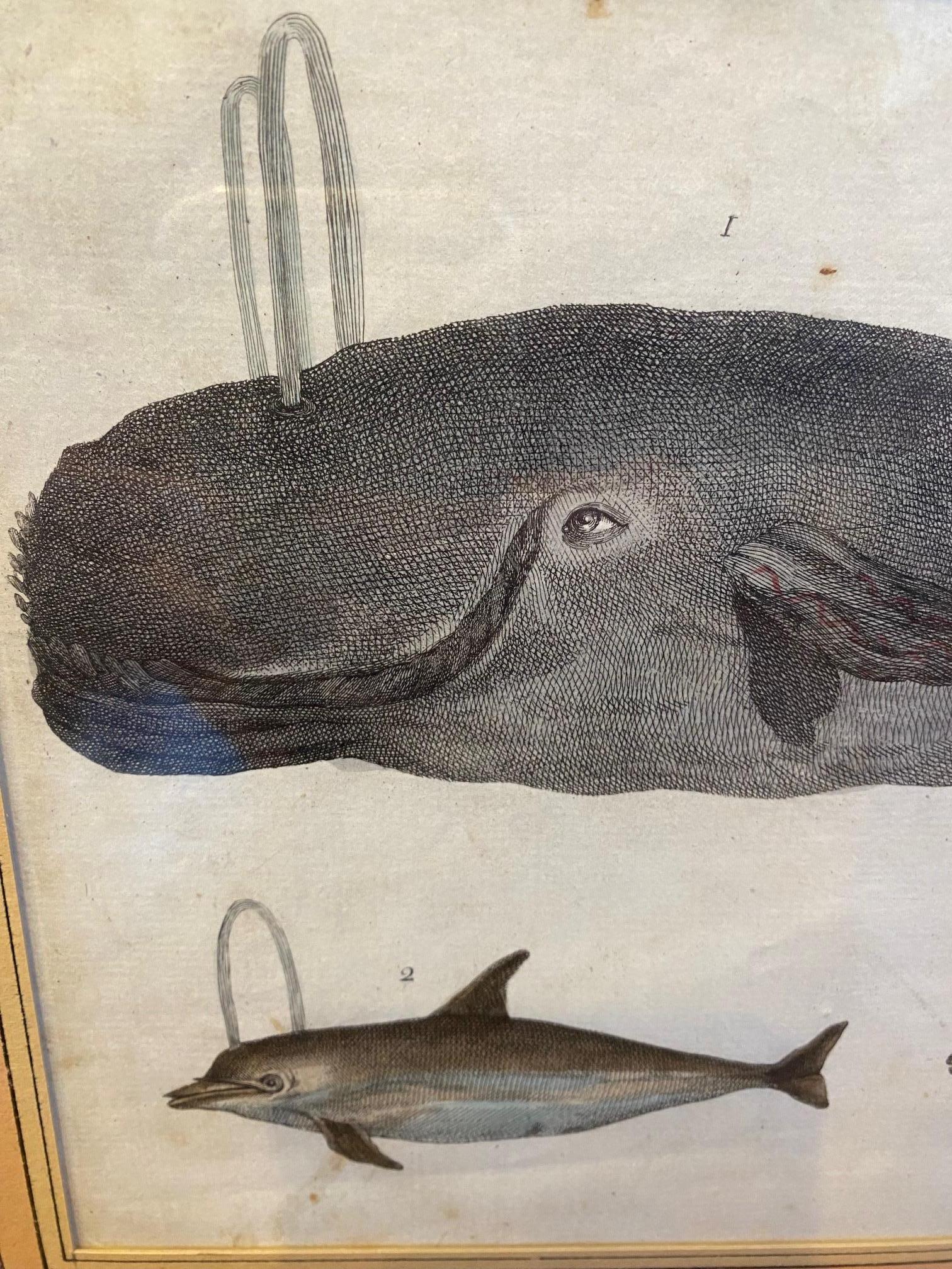 Etched 18th Century Engraving of Sperm Whale and Dolphins, by Bertuch, 1790 For Sale