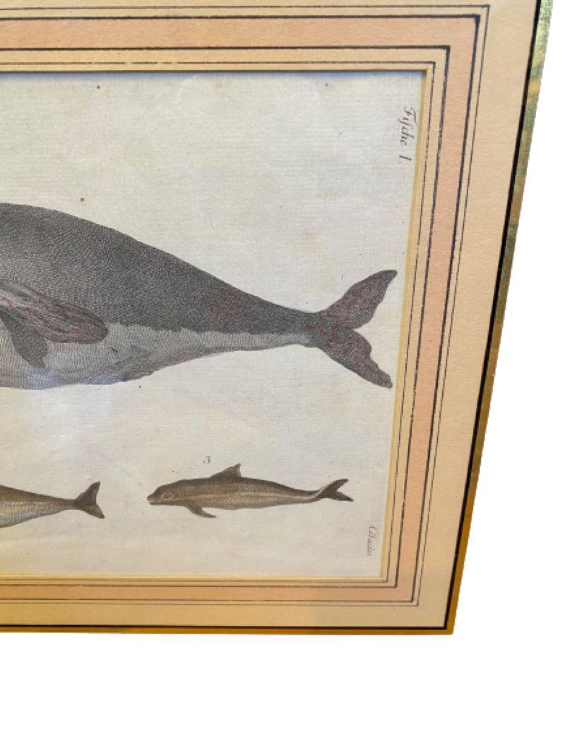 18th Century Engraving of Sperm Whale and Dolphins, by Bertuch, 1790 In Good Condition For Sale In Nantucket, MA