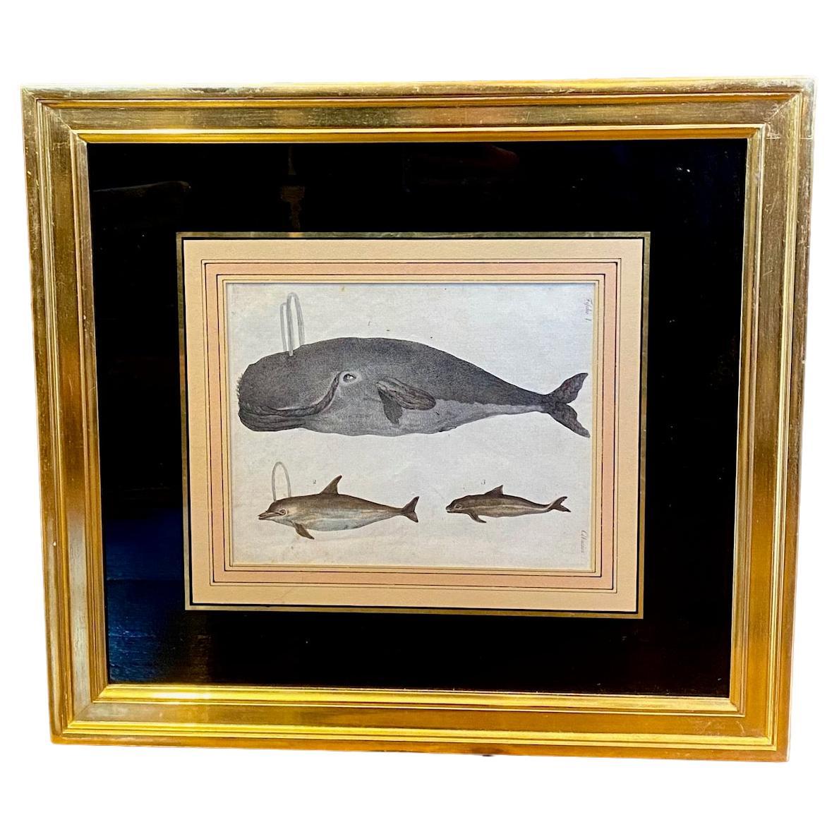 18th Century Engraving of Sperm Whale and Dolphins, by Bertuch, 1790 For Sale
