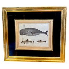 Antique 18th Century Engraving of Sperm Whale and Dolphins, by Bertuch, 1790