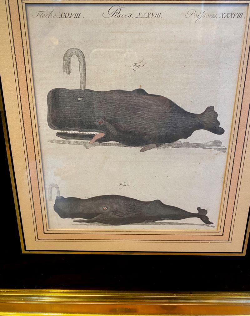 18th Century Engraving of Sperm Whales, by Bertuch, 1790, an engraved zoological plate depicting what was thought to be two species of Sperm Whale (Physeter), the Cylindrical Pot-Whale and the Trumpo, comprising a copper plate engraving then hand
