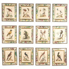 18th Century Engravings of Birds by George Edwards