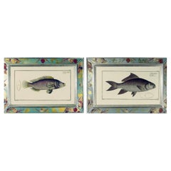 18th century Engravings of Fish by Marcus Bloch- A Pair