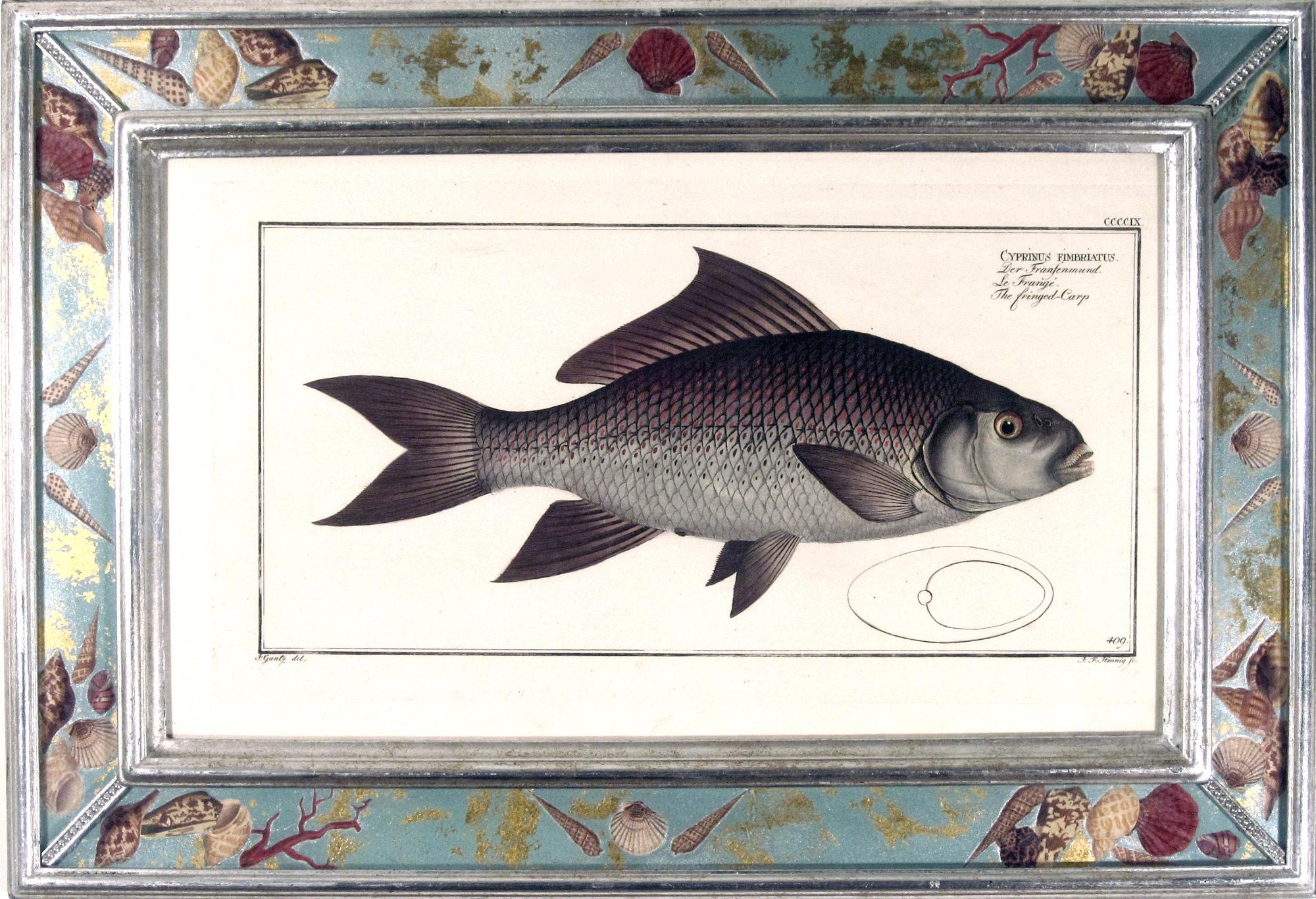 Georgian 18th century Engravings of Fish by Marcus Bloch For Sale