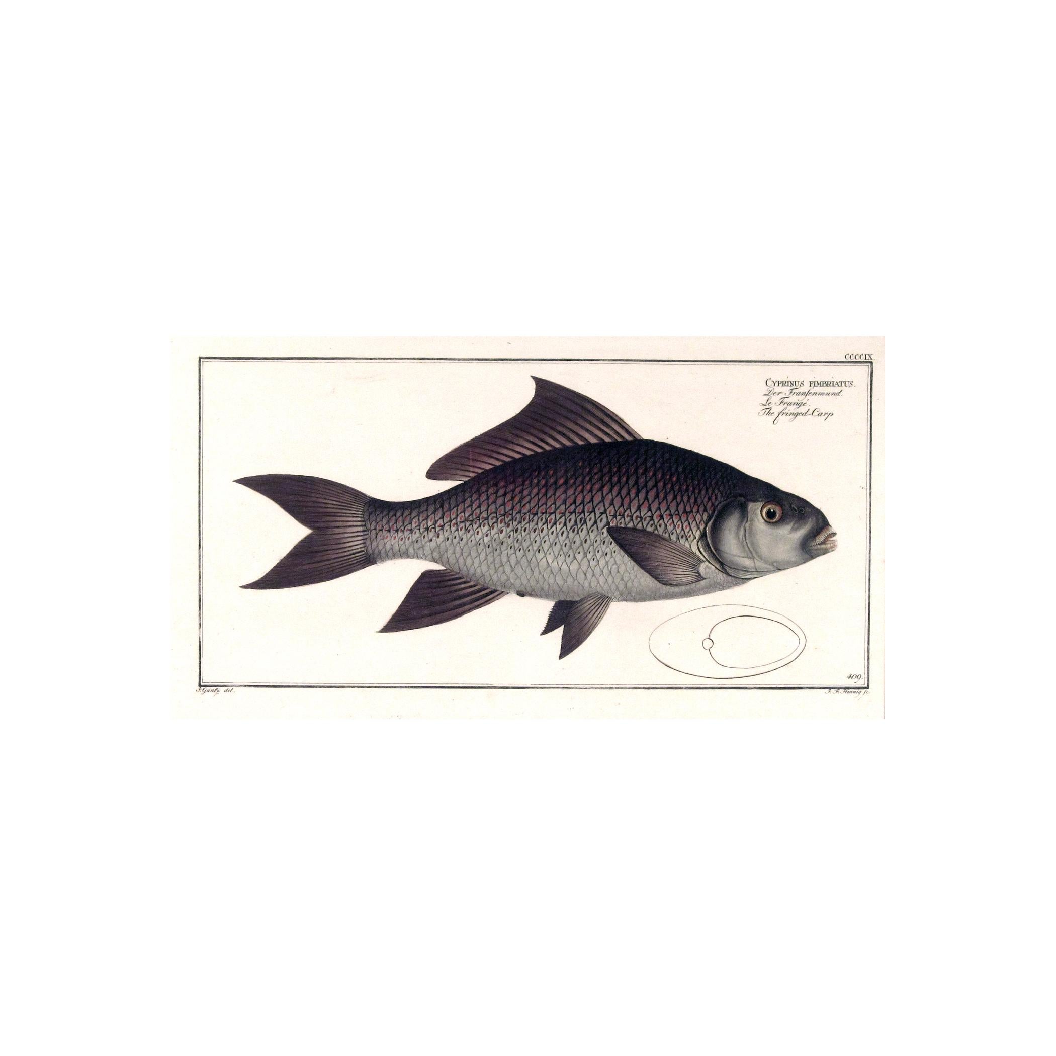 German 18th century Engravings of Fish by Marcus Bloch For Sale
