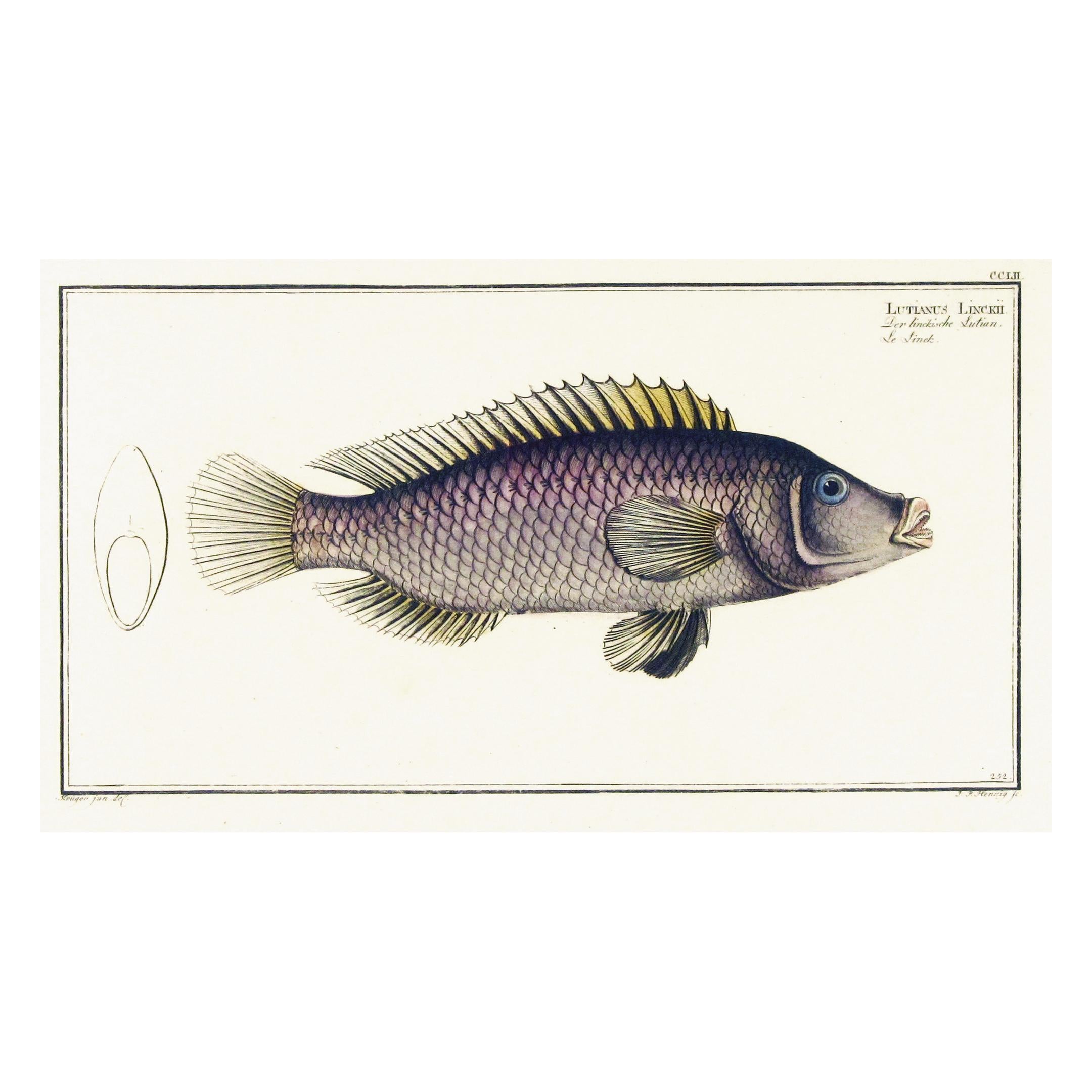 XVIIIe siècle et antérieur Gravures de poissons du 18e siècle par Marcus Bloch en vente