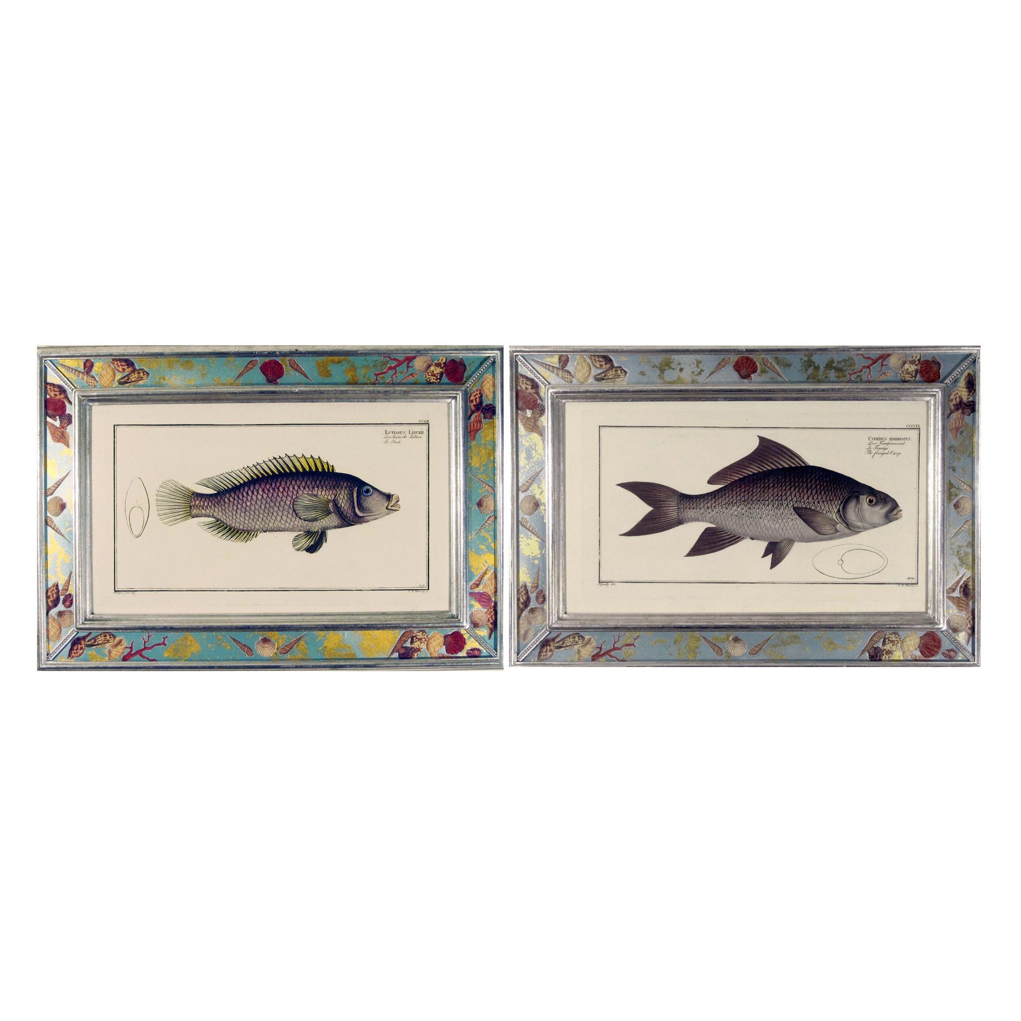 18th Century and Earlier 18th century Engravings of Fish by Marcus Bloch For Sale