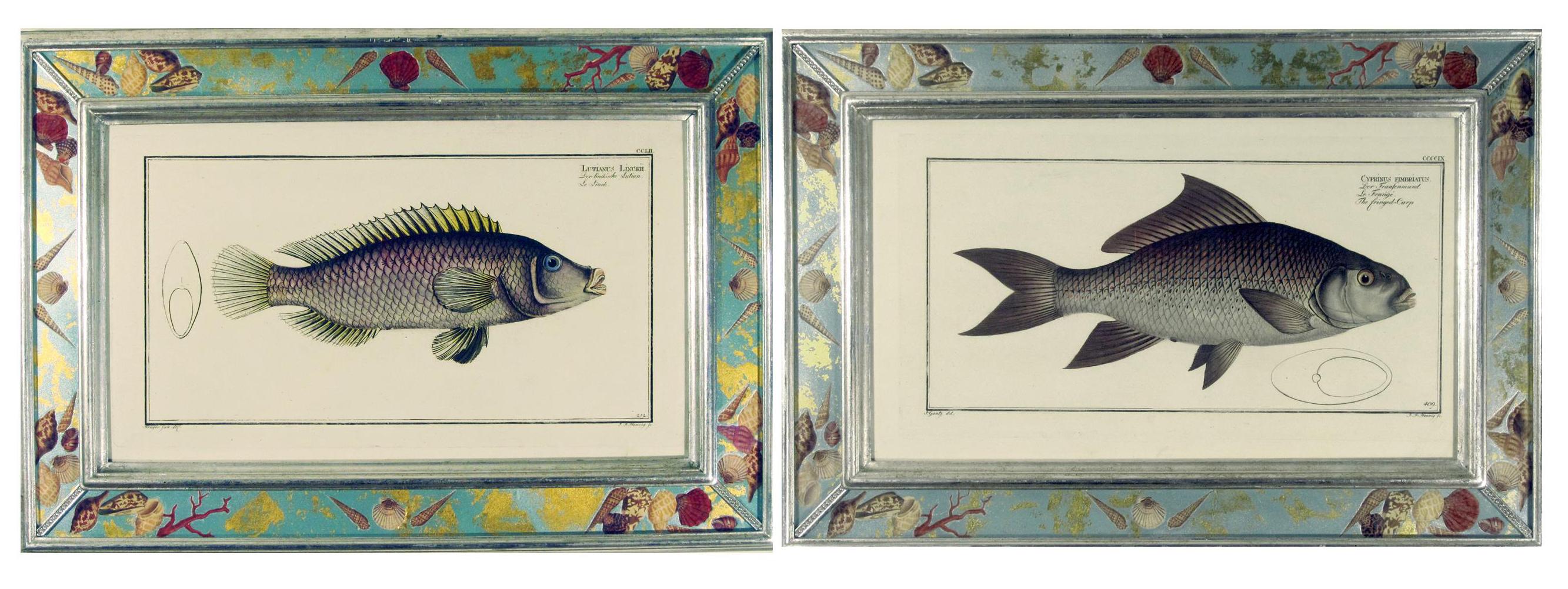 Paper 18th century Engravings of Fish by Marcus Bloch For Sale