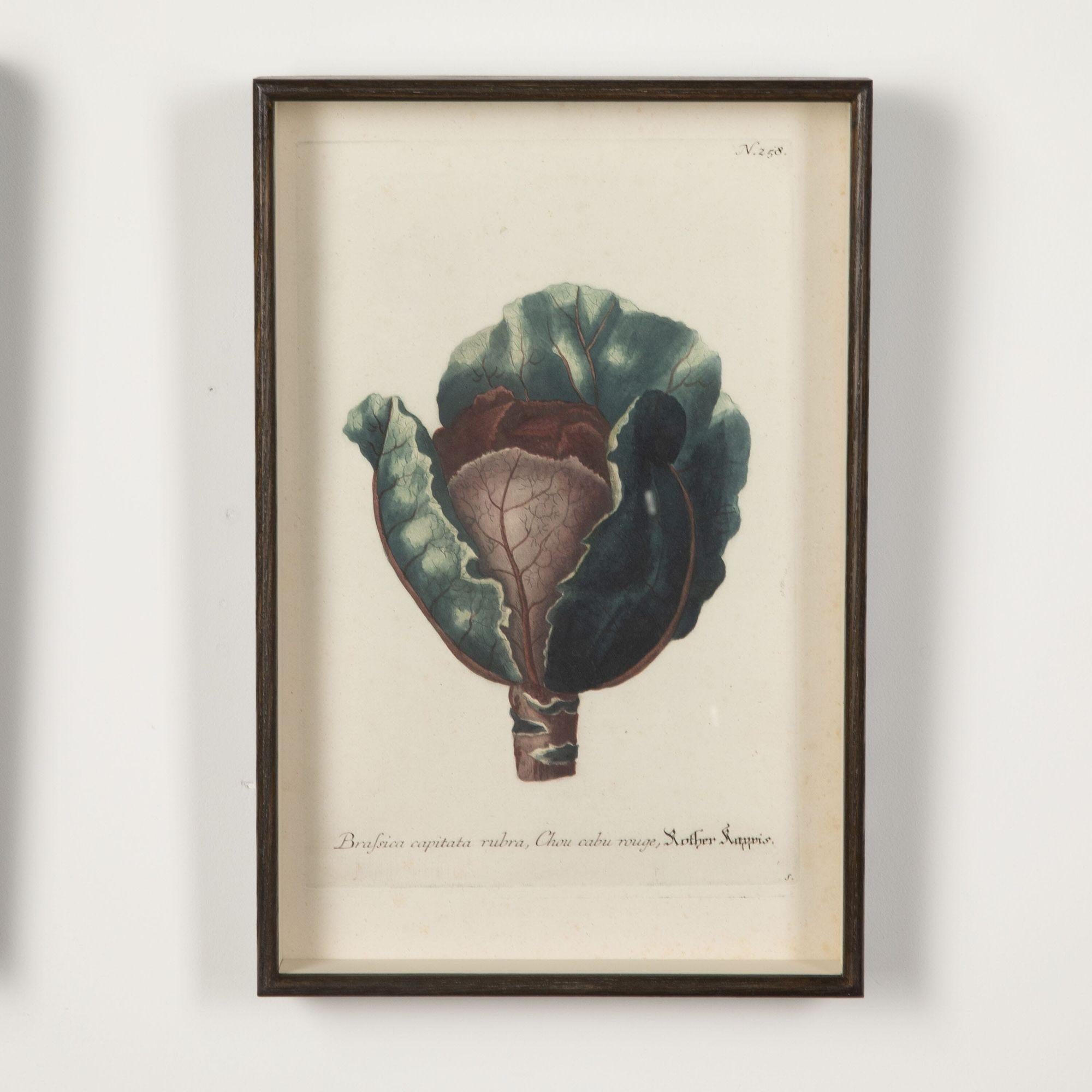 Collection of nine 18th century botanical engravings of vegetables including aspagagus, capsicum, pea & red cabbage. 
With original hand colouring from: Phytanthoza Iconographia by Johann Wilhelm Weinmann Regensburg.
circa 1740 and presented in