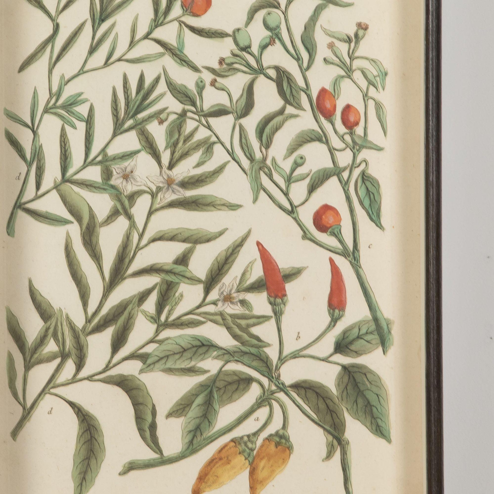 Country 18th Century Engravings of Vegetables