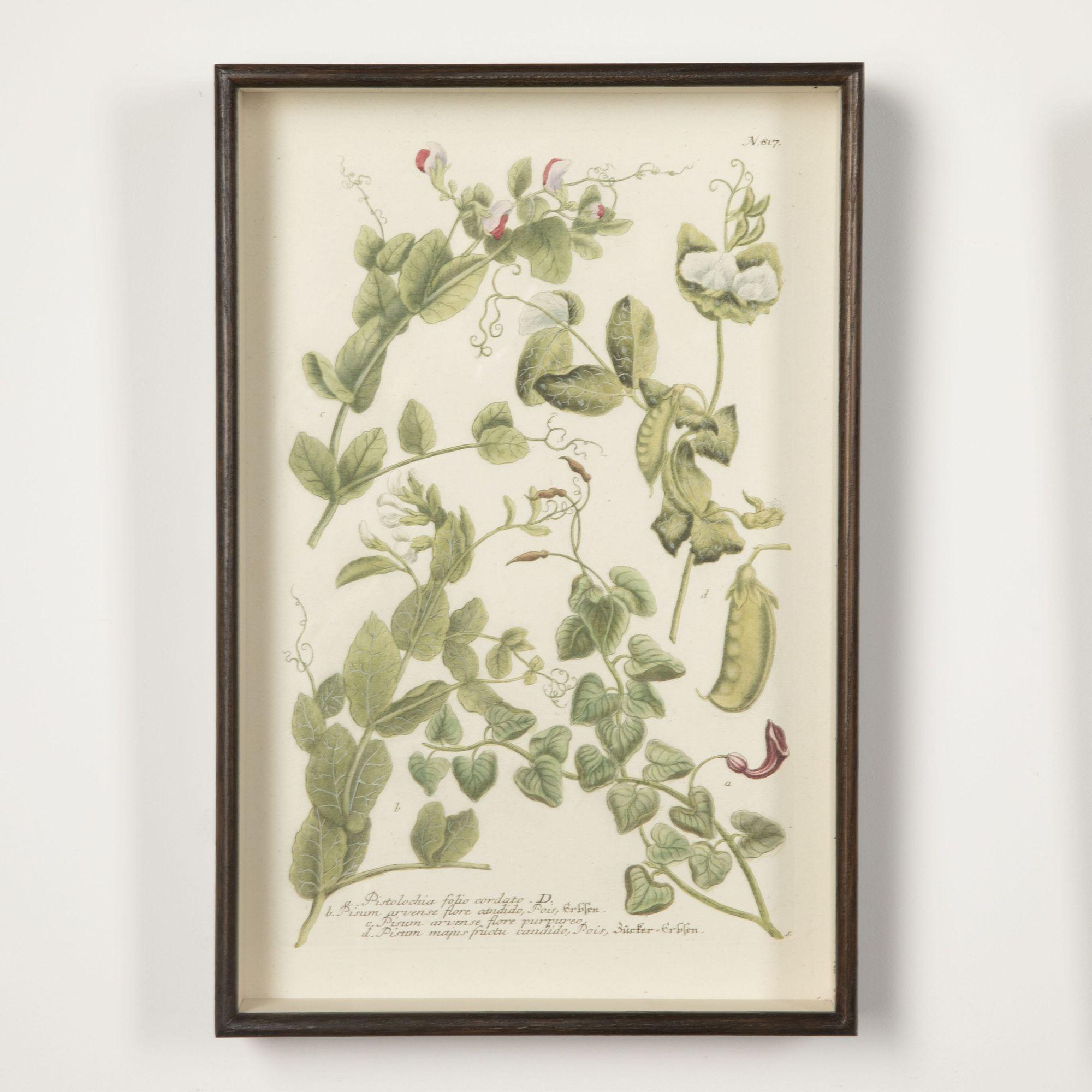 18th Century Engravings of Vegetables In Good Condition In Gloucestershire, GB