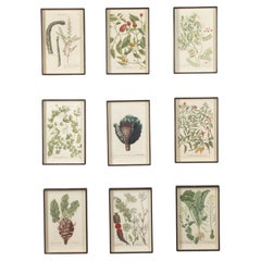 18th Century Engravings of Vegetables