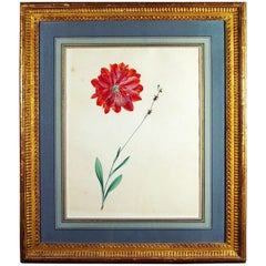 18th Century European Botanical Watercolor and Gouache Painting of Flowers