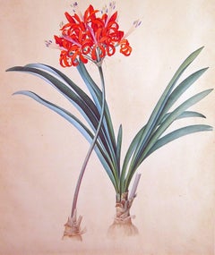 18th Century European Botanical Watercolor and Gouache Painting of Flowers