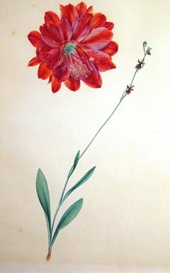 18th Century European Botanical Watercolor and Gouache Painting of Flowers