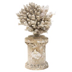 18th Century 
Florence Fragment
 with Finger Coral and Needle Point Crystals