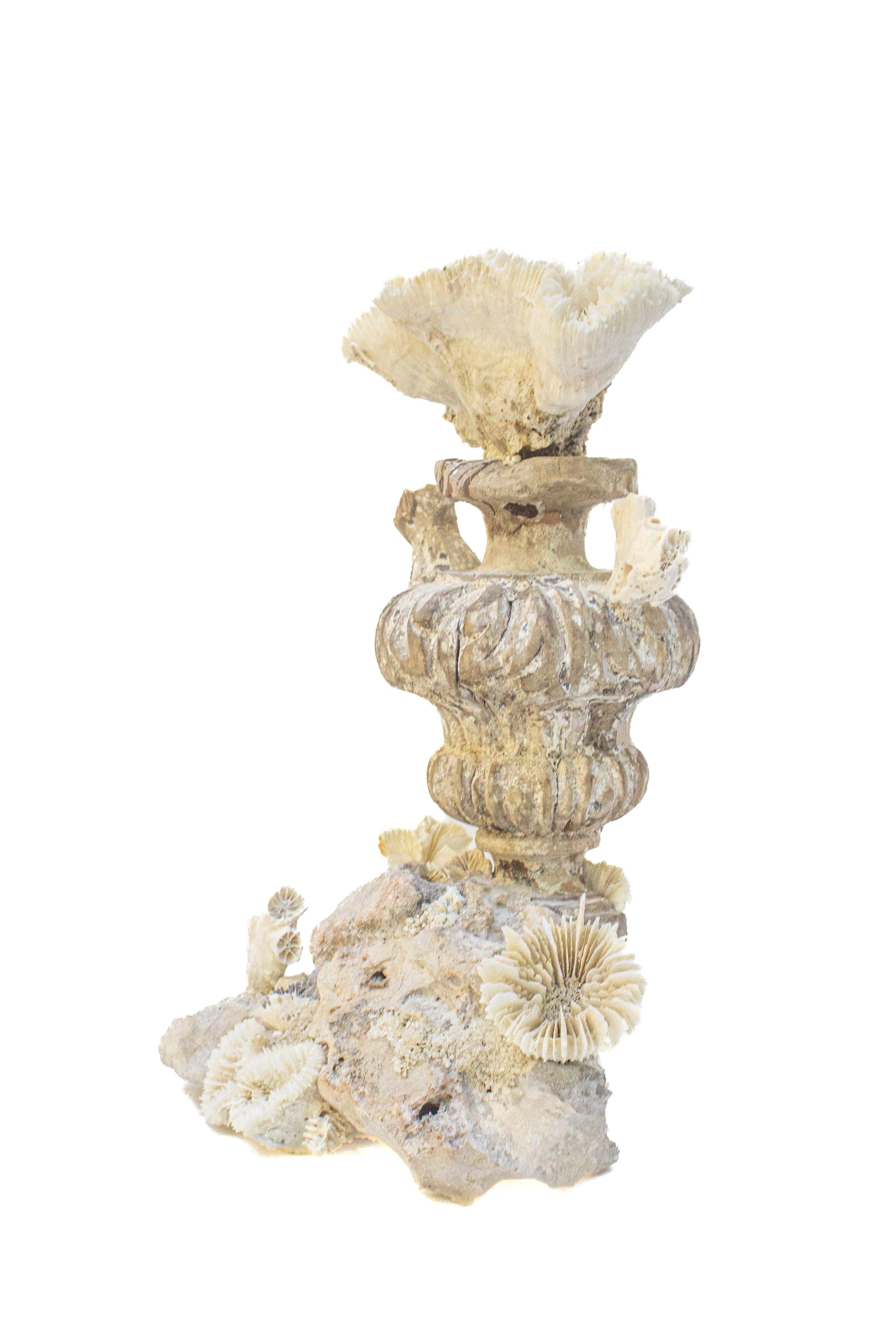 Fragment de fleur avec corail fossile sur un grappe de corail fossile du 18e siècle Abîmé - En vente à Dublin, Dalkey