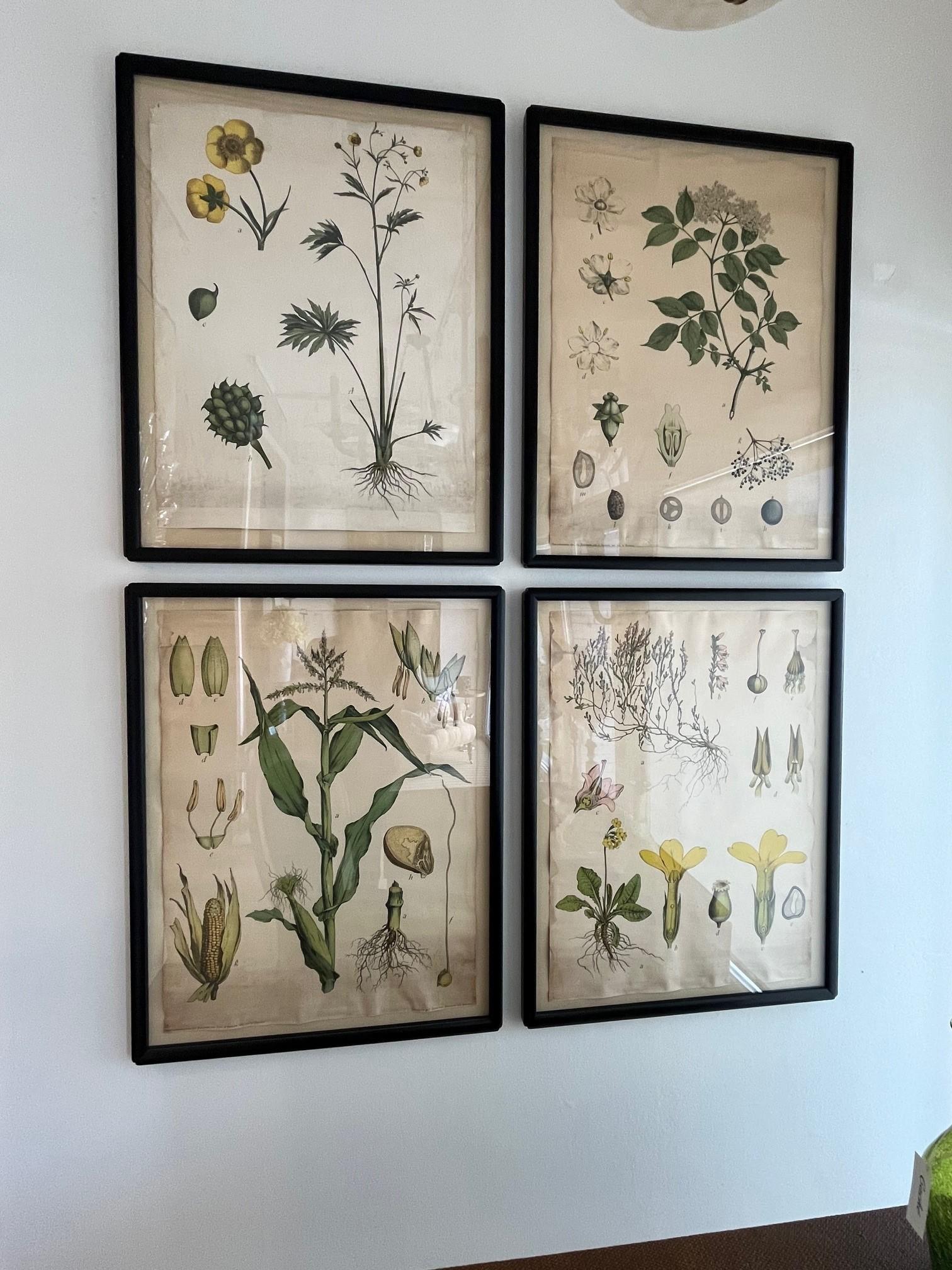 18th Century Four Assorted Framed German Botanicals For Sale 6