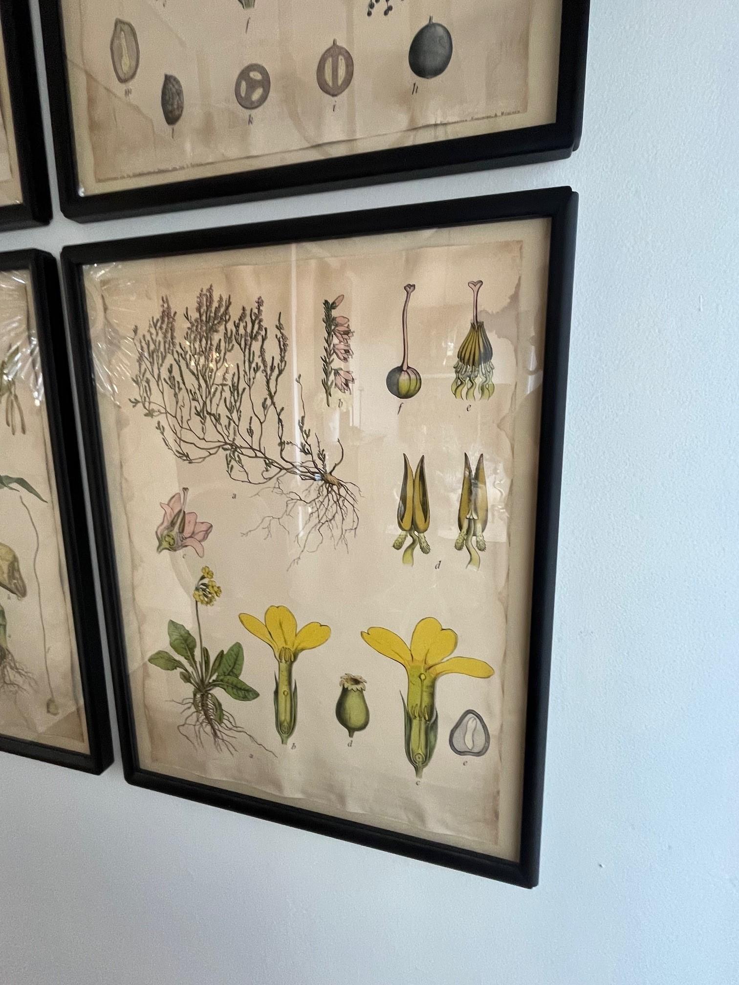 18th Century Four Assorted Framed German Botanicals For Sale 7