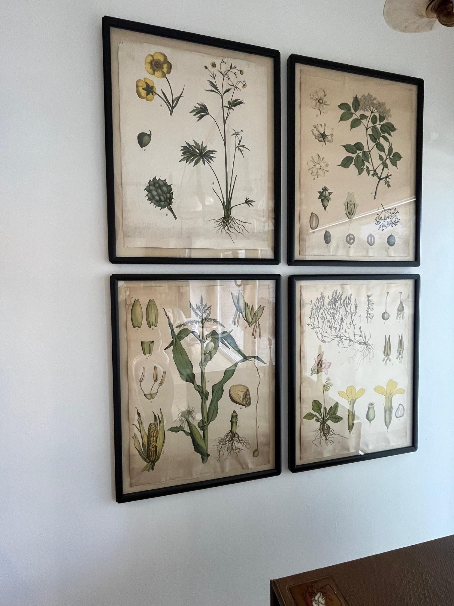 18th Century Four Assorted Framed German Botanicals For Sale 8