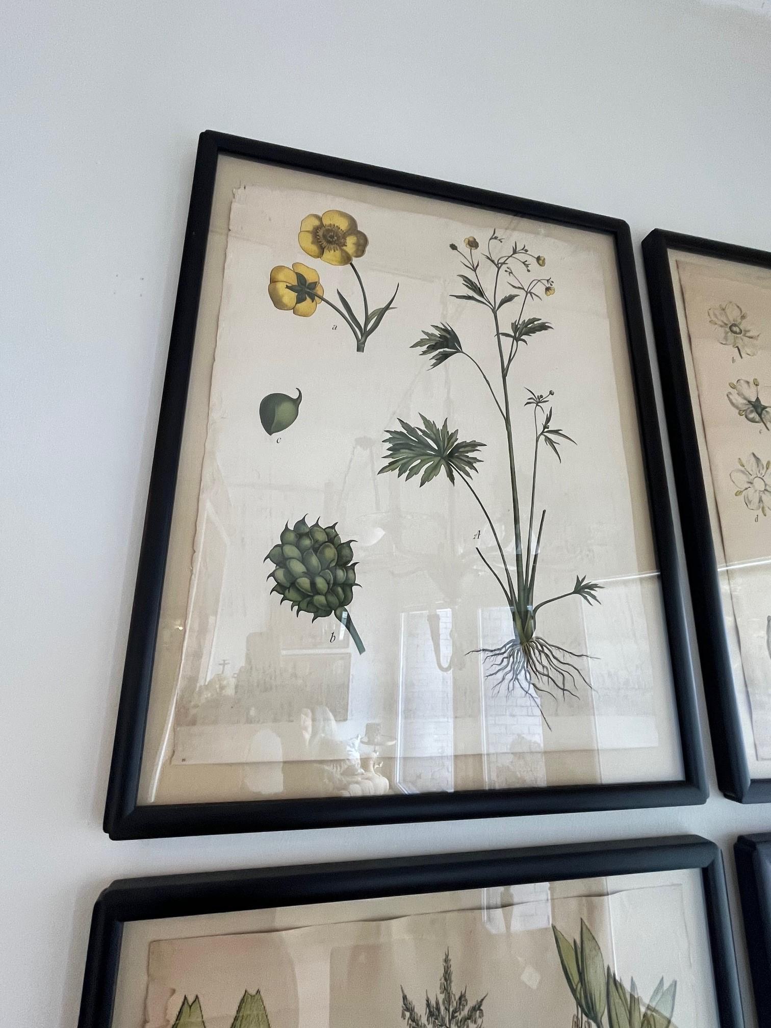 18th Century Set of Four Assorted Framed Botanicals, Newly Framed Wall Art Linen Background with Black Frames