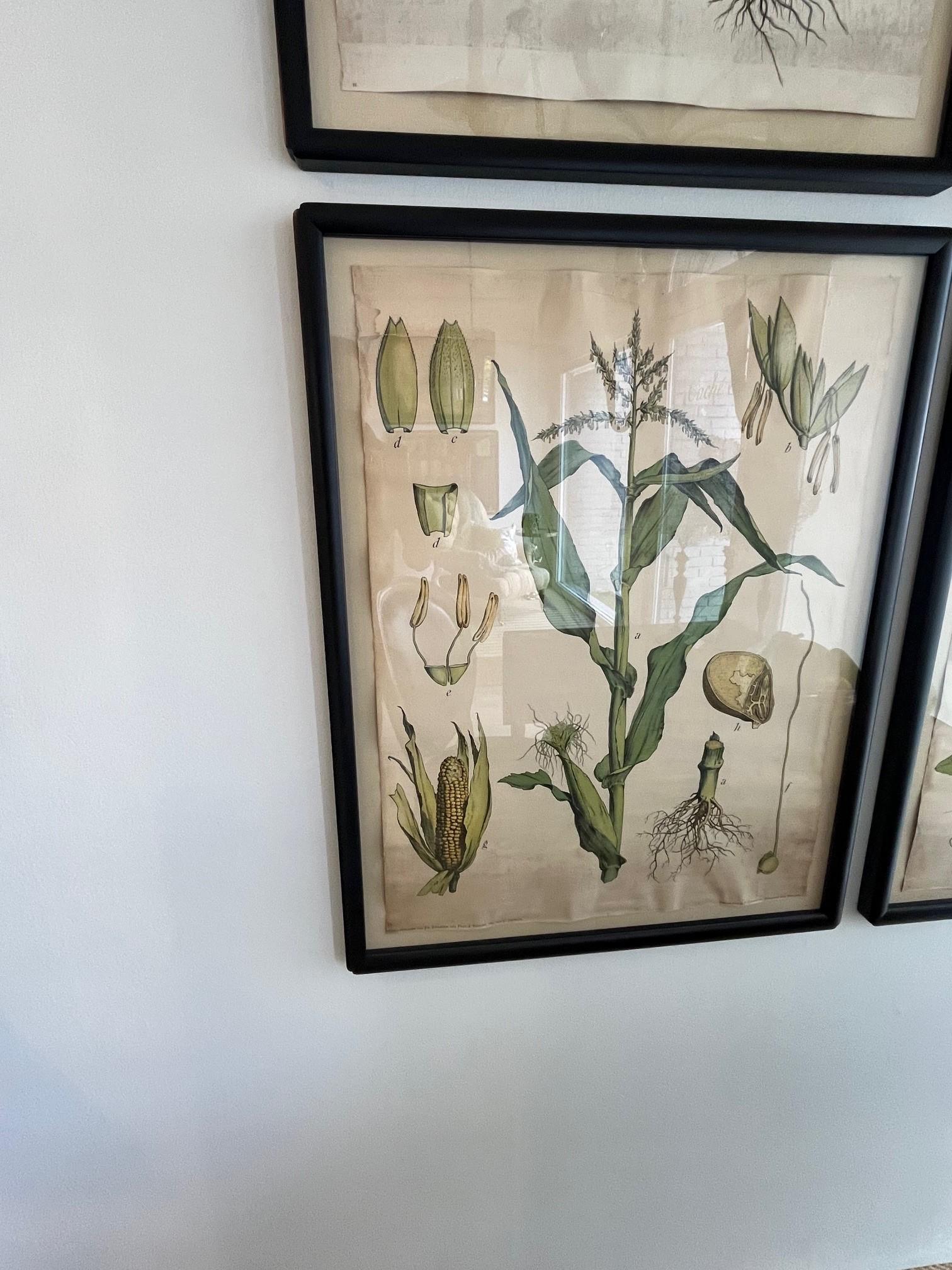 Hand-Crafted 18th Century Four Assorted Framed German Botanicals For Sale