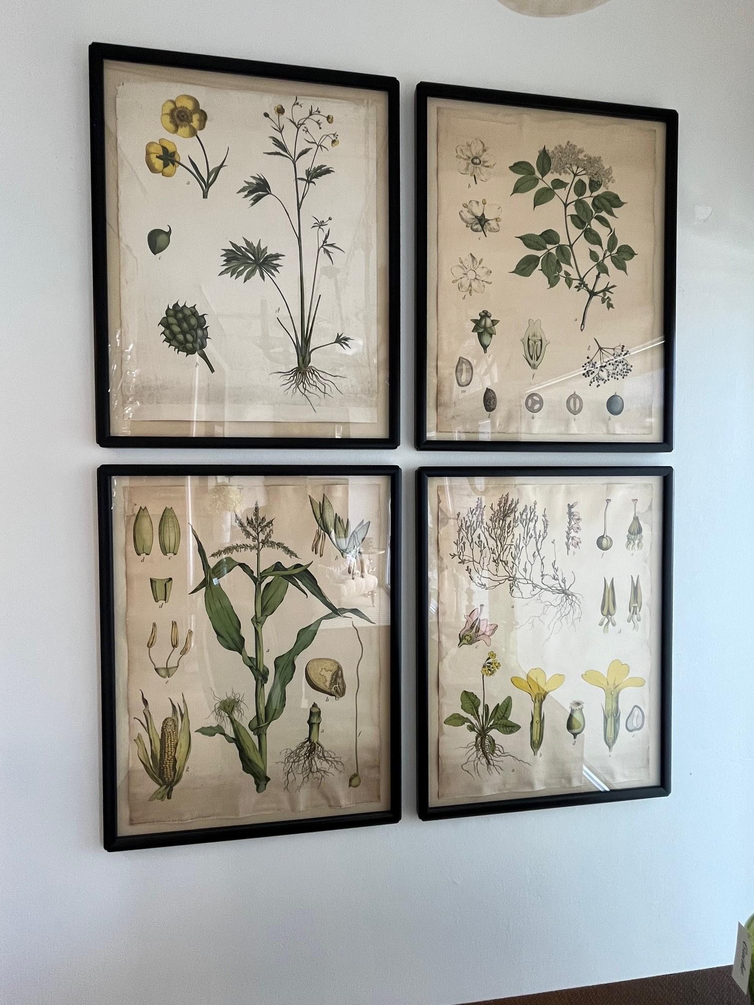 18th Century Four Assorted Framed German Botanicals For Sale 3