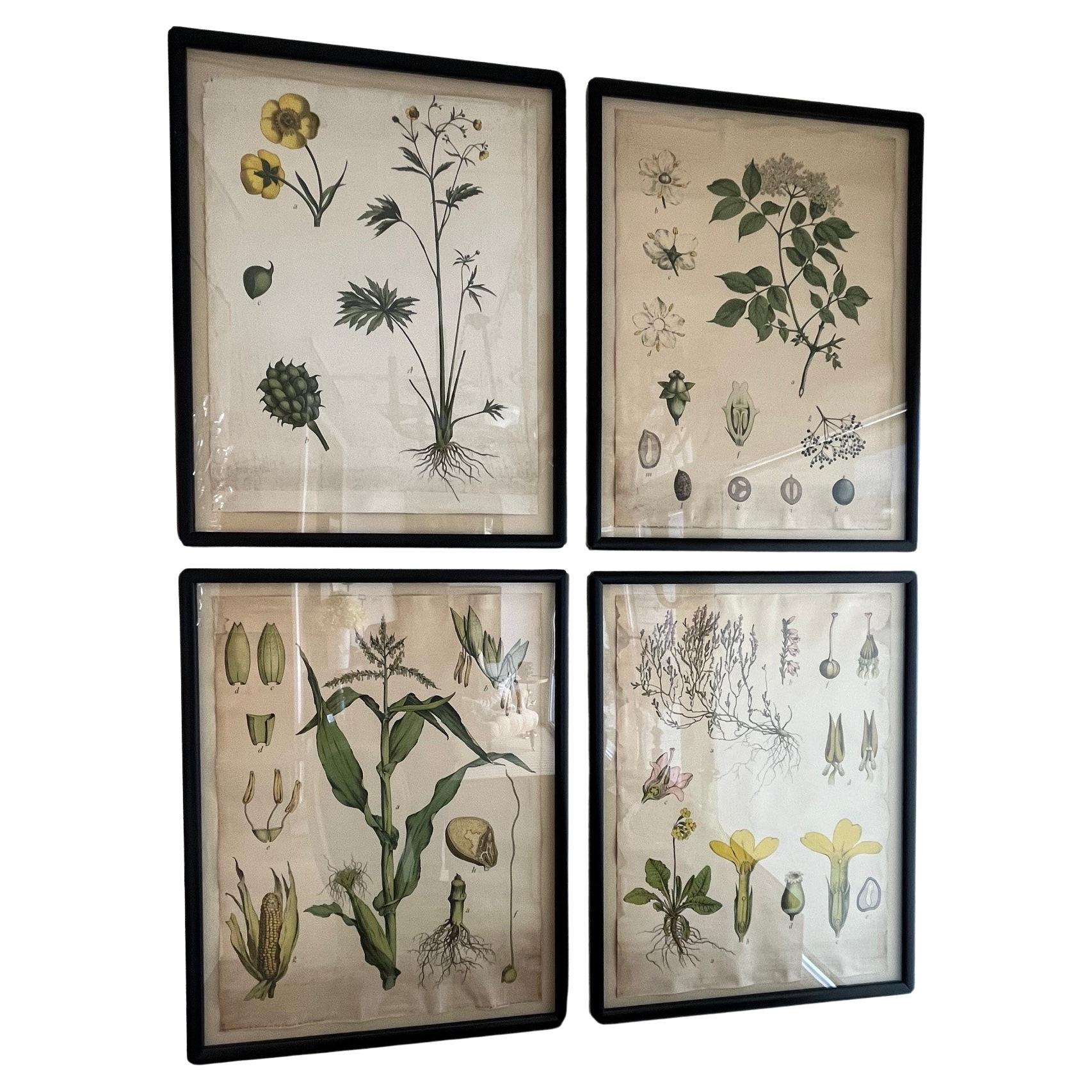 18th Century Four Assorted Framed German Botanicals For Sale