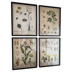 Antique 18th Century Four Assorted Framed German Botanicals