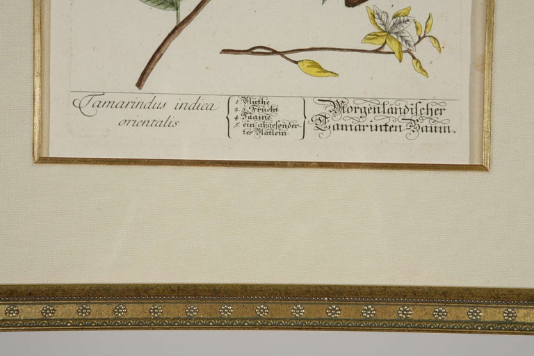 18th Century Framed Botanical Prints For Sale 3