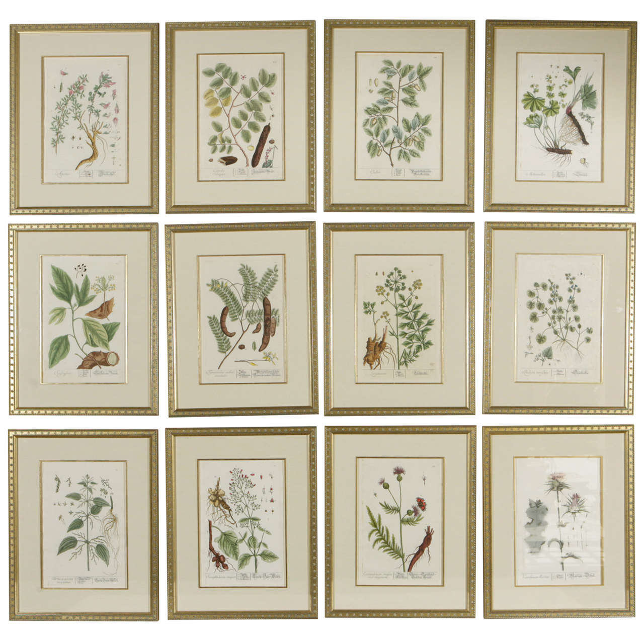 18th century Hand Tinted Assorted Framed Botanicals by Elizabeth Blackwell.  The image measurement is 12.5 inches h x 8.5 inches w.  The framed prints are priced individually. The price listed below is for nine framed Botanical.