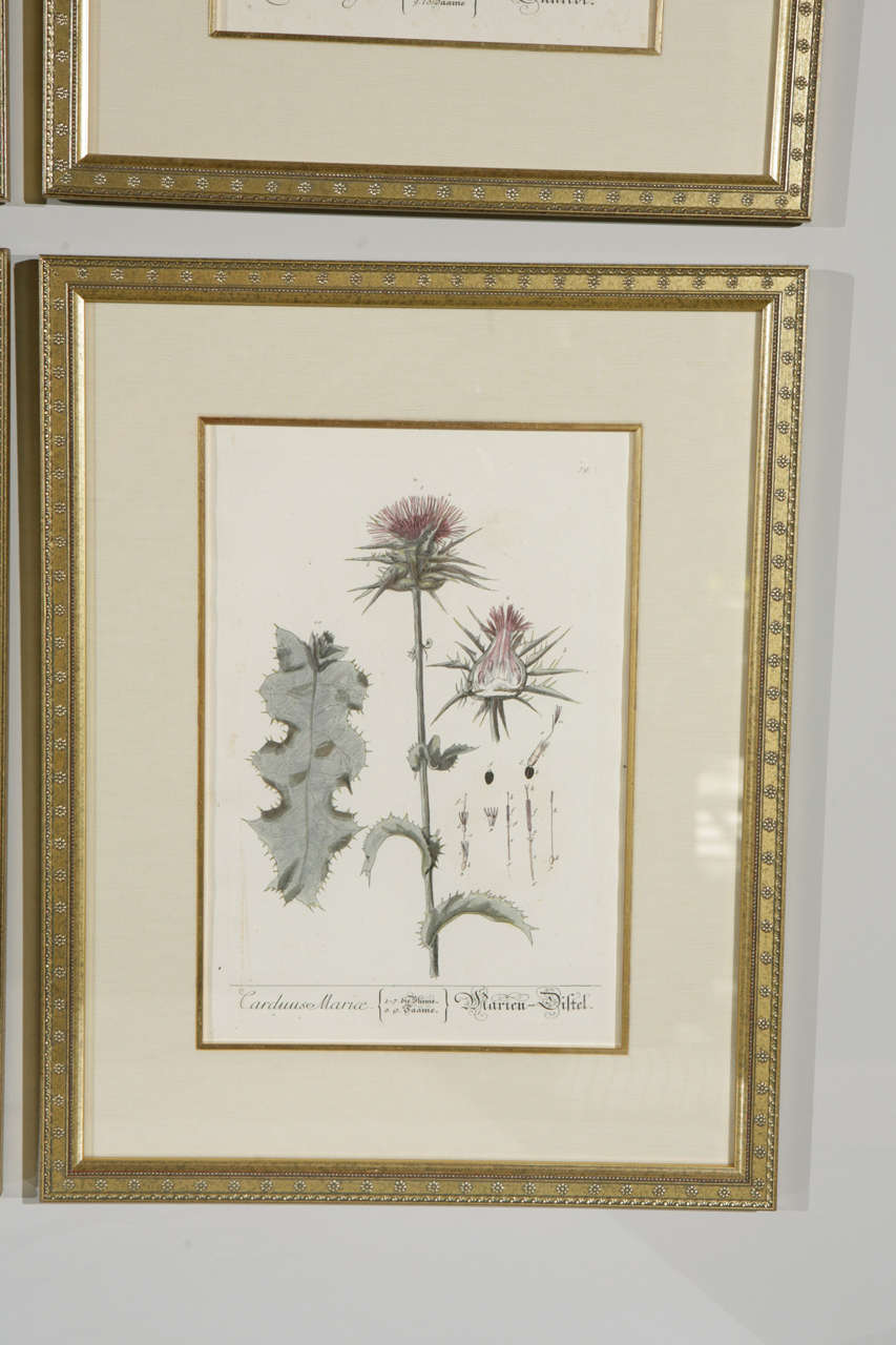 18th century hand tinted assorted framed botanicals by Elizabeth Blackwell. The image measurement is 12.5 inches H x 8.5 inches W. The framed prints are sold individually. The price listed below is for ONE framed botanical.