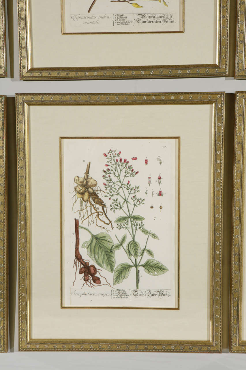 Gerahmte botanische Drucke aus dem 18. Jahrhundert (Papier) im Angebot