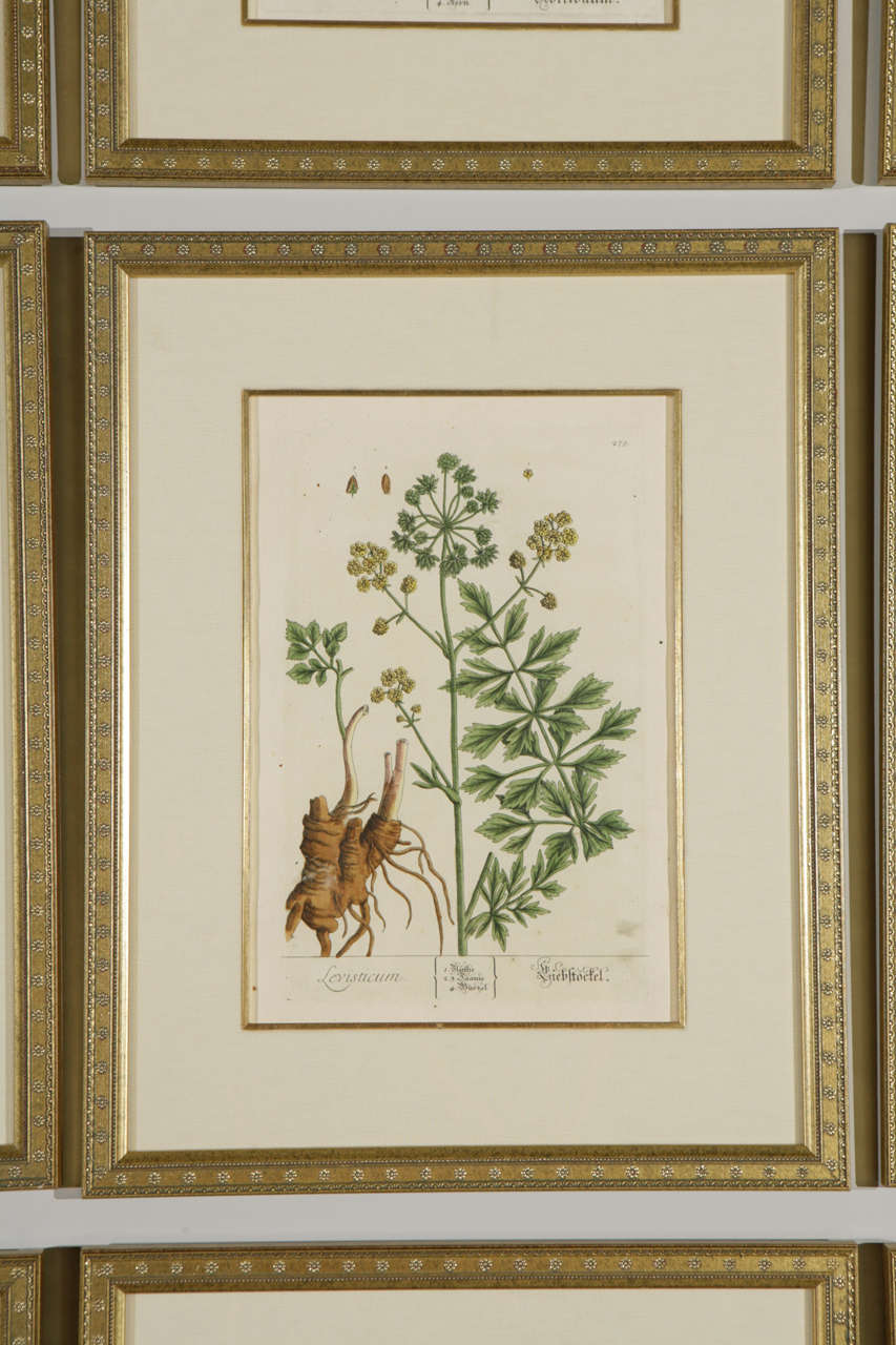 Gerahmte botanische Drucke aus dem 18. Jahrhundert