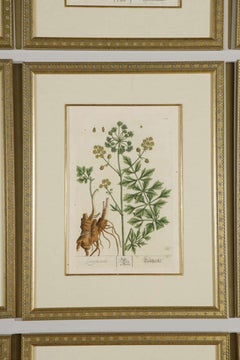 Antique 18th Century Framed Botanical Prints