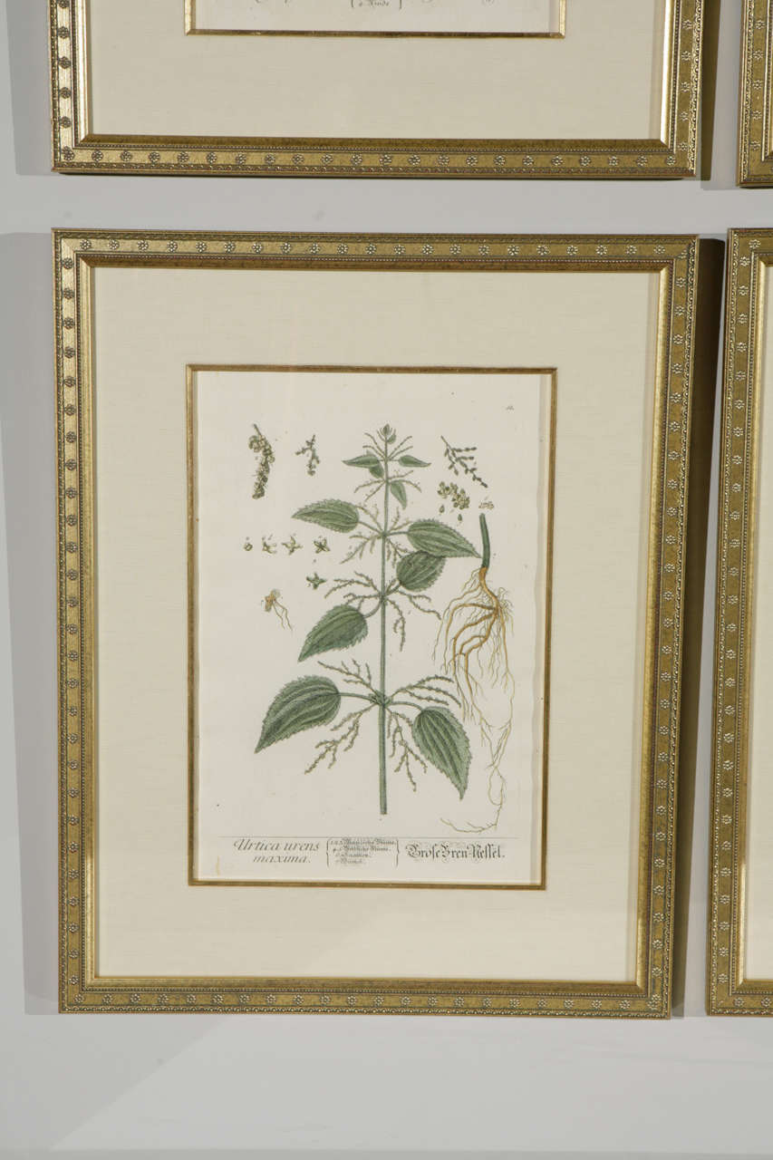 gold framed botanical prints