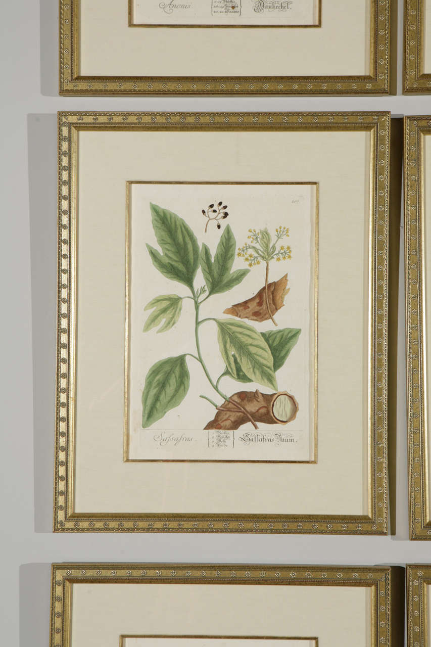18th Century Framed Botanical Prints 1