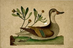 18th Century Framed Engravings by Mark Catesby, Set of Four Birds