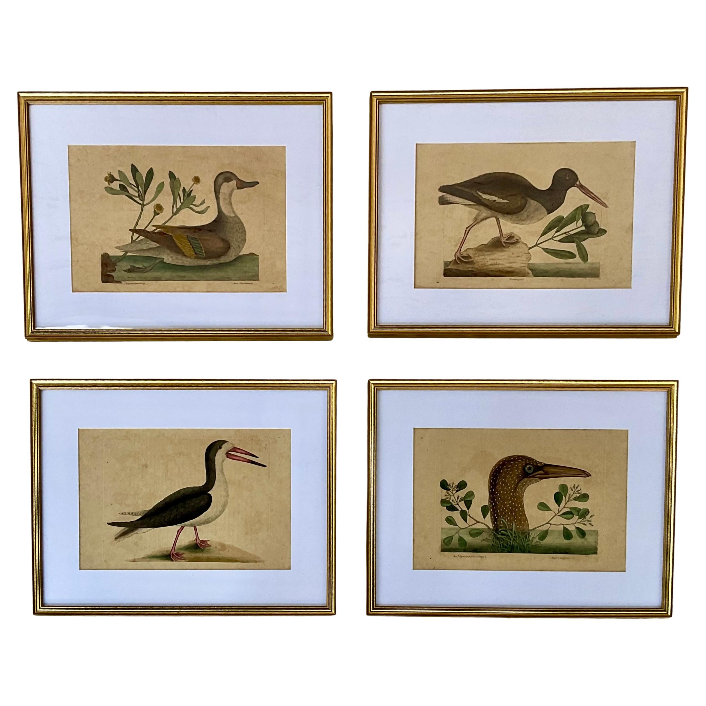 18th Century Framed Engravings by Mark Catesby, Set of Four Birds