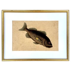 18th Century Framed Engravings by Mark Catesby, Set of Four Fish