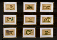 18th Century Framed Engravings by Mark Catesby, Set of Nine Natural History Art