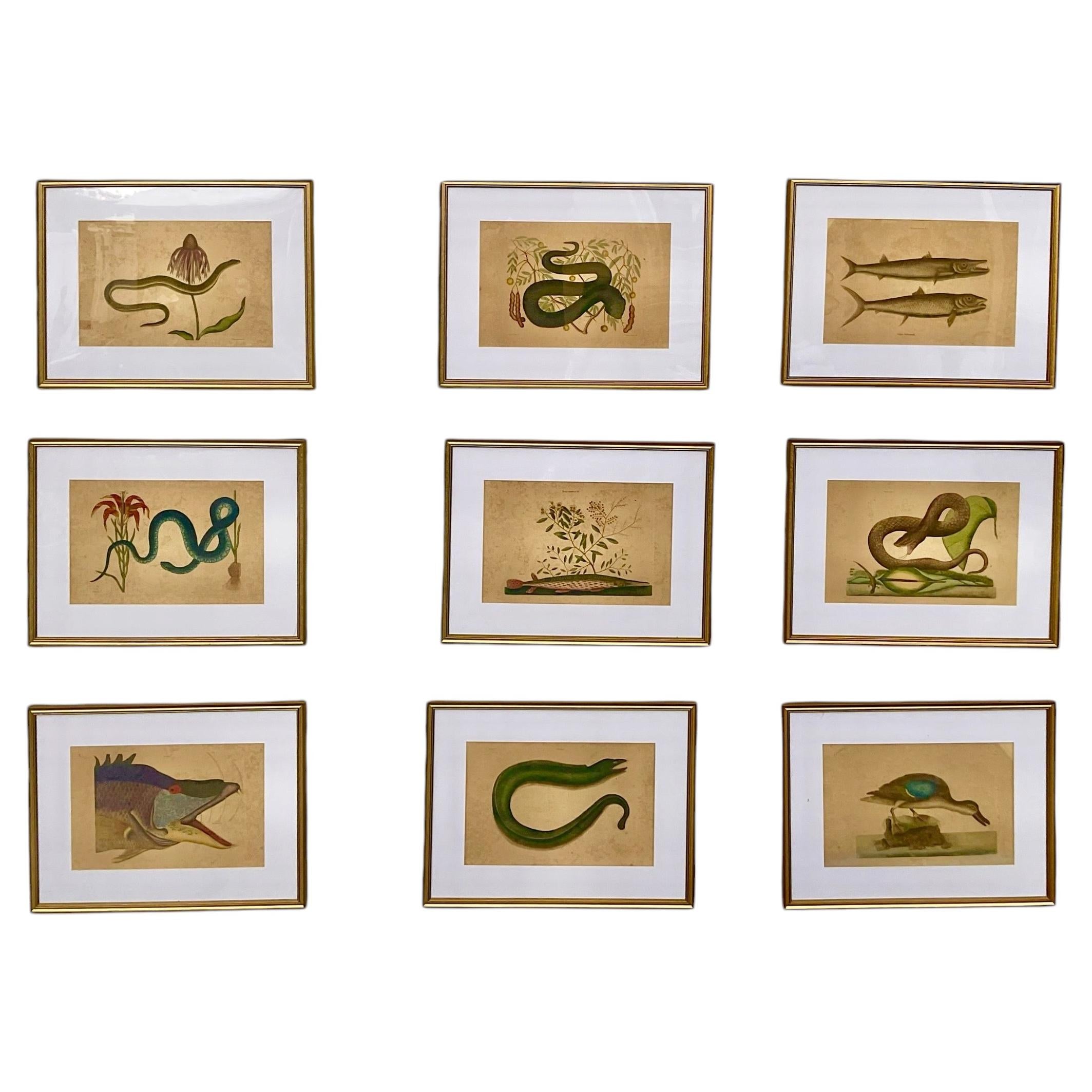 18th Century Framed Engravings by Mark Catesby, Set of Nine Natural History Art
