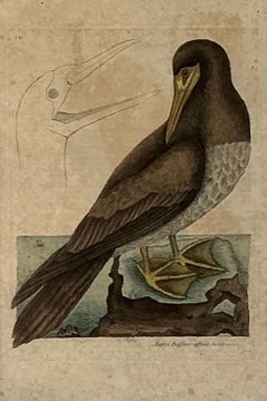 18th Century Framed Engravings by Mark Catesby, Set of Two Birds